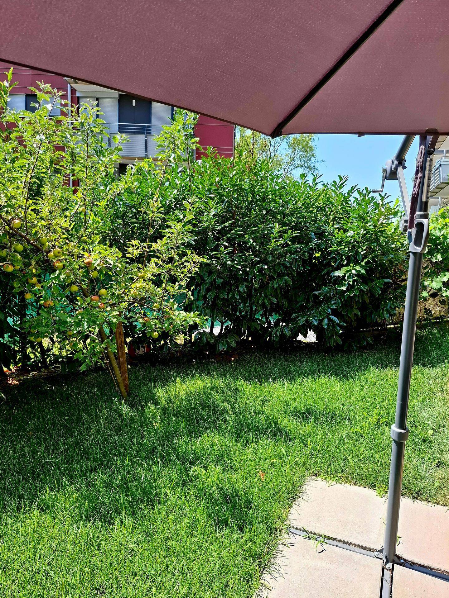 Sonnige Gartenecke mit Rasen, Obstbaum und großem Sonnenschirm für entspannte Stunden.