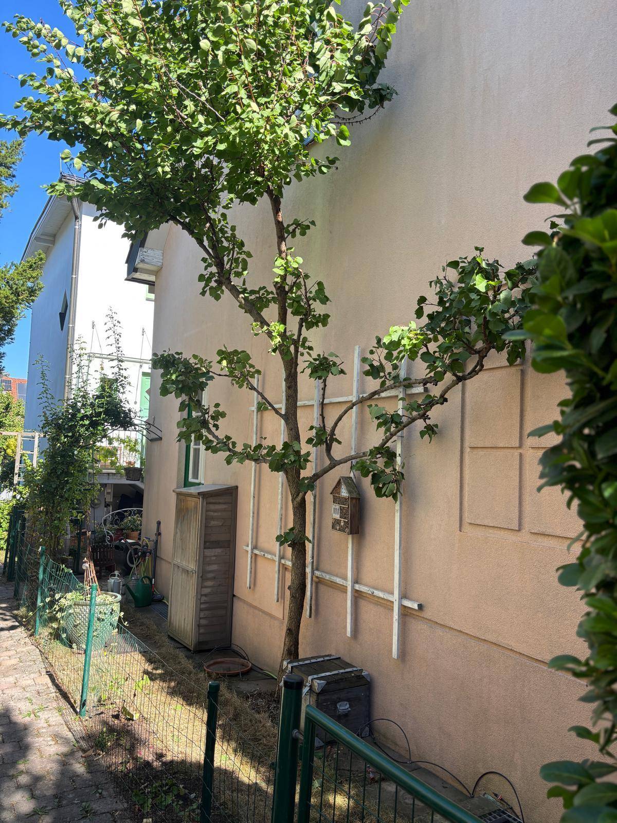 Seitenansicht des Hauses mit einem Spalierbaum, einem Holzschuppen und einem schmalen Gartenweg.