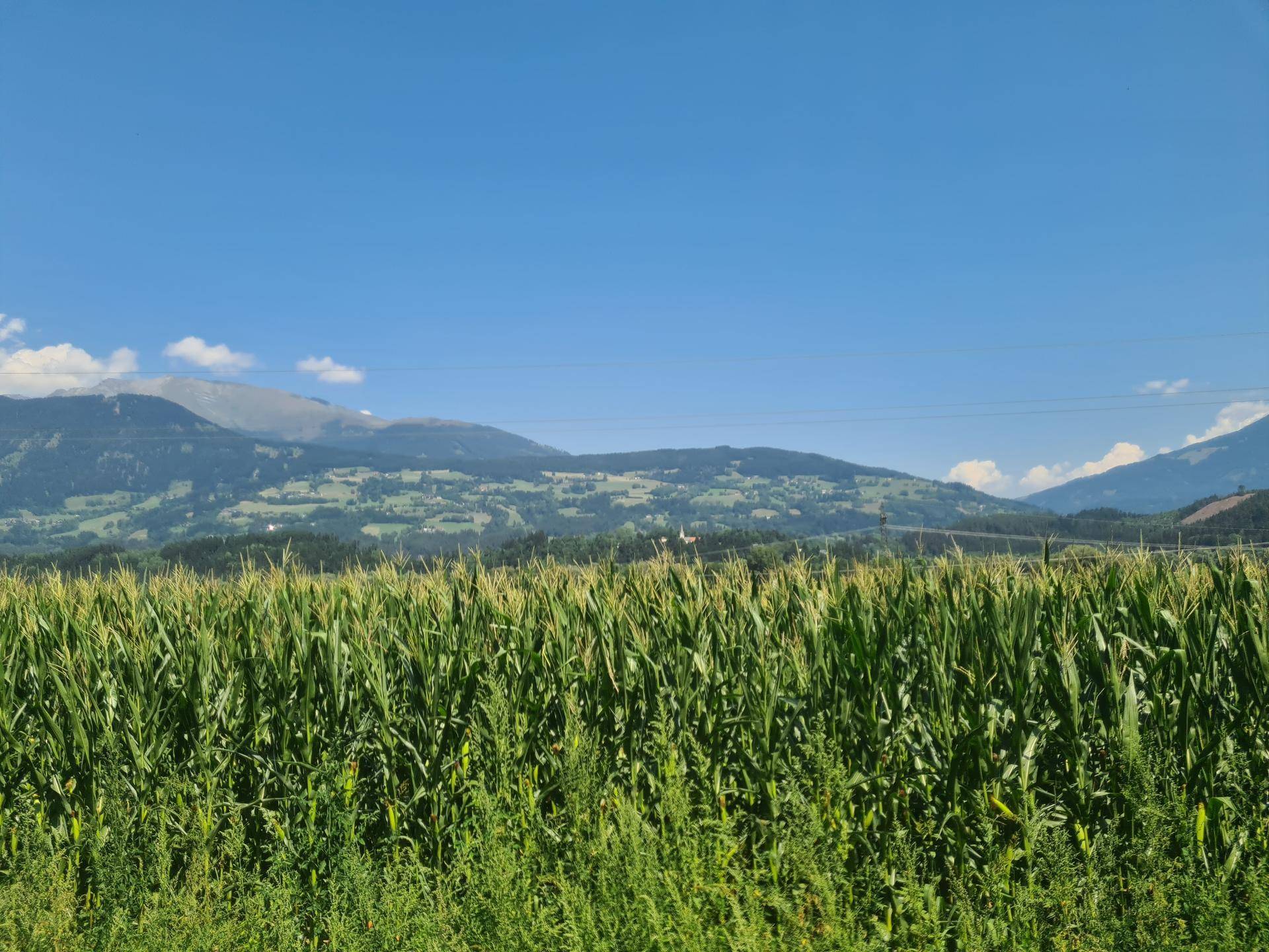 Weites Maisfeld mit sanften Hügeln und Bergen im Hintergrund unter einem strahlend blauen Himmel.