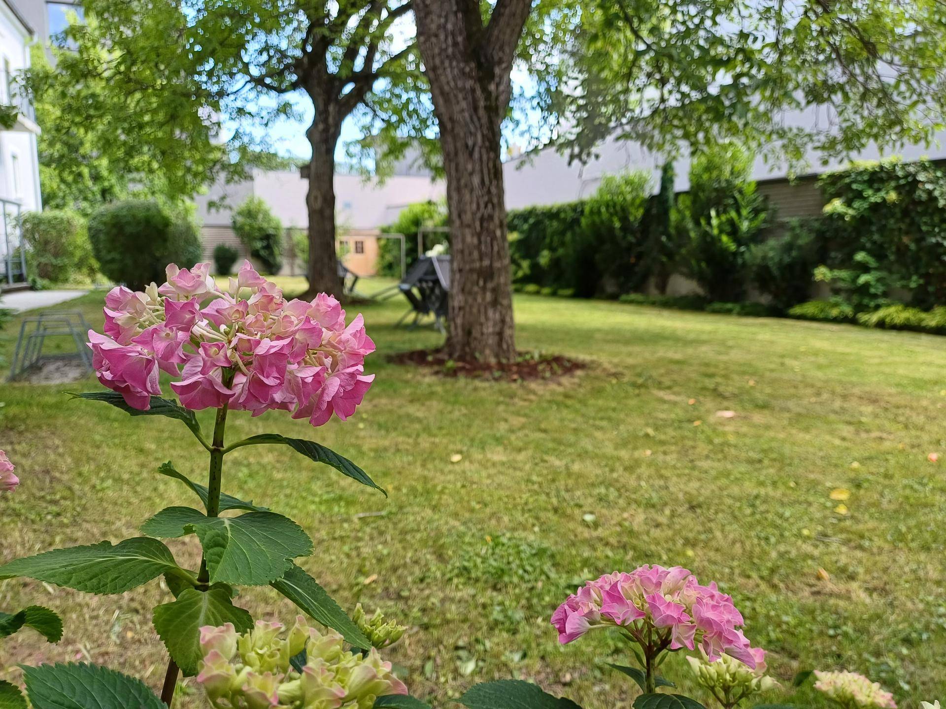 Gepflegter Garten mit blühenden Hortensien, Rasenfläche und schattenspendenden Bäumen.