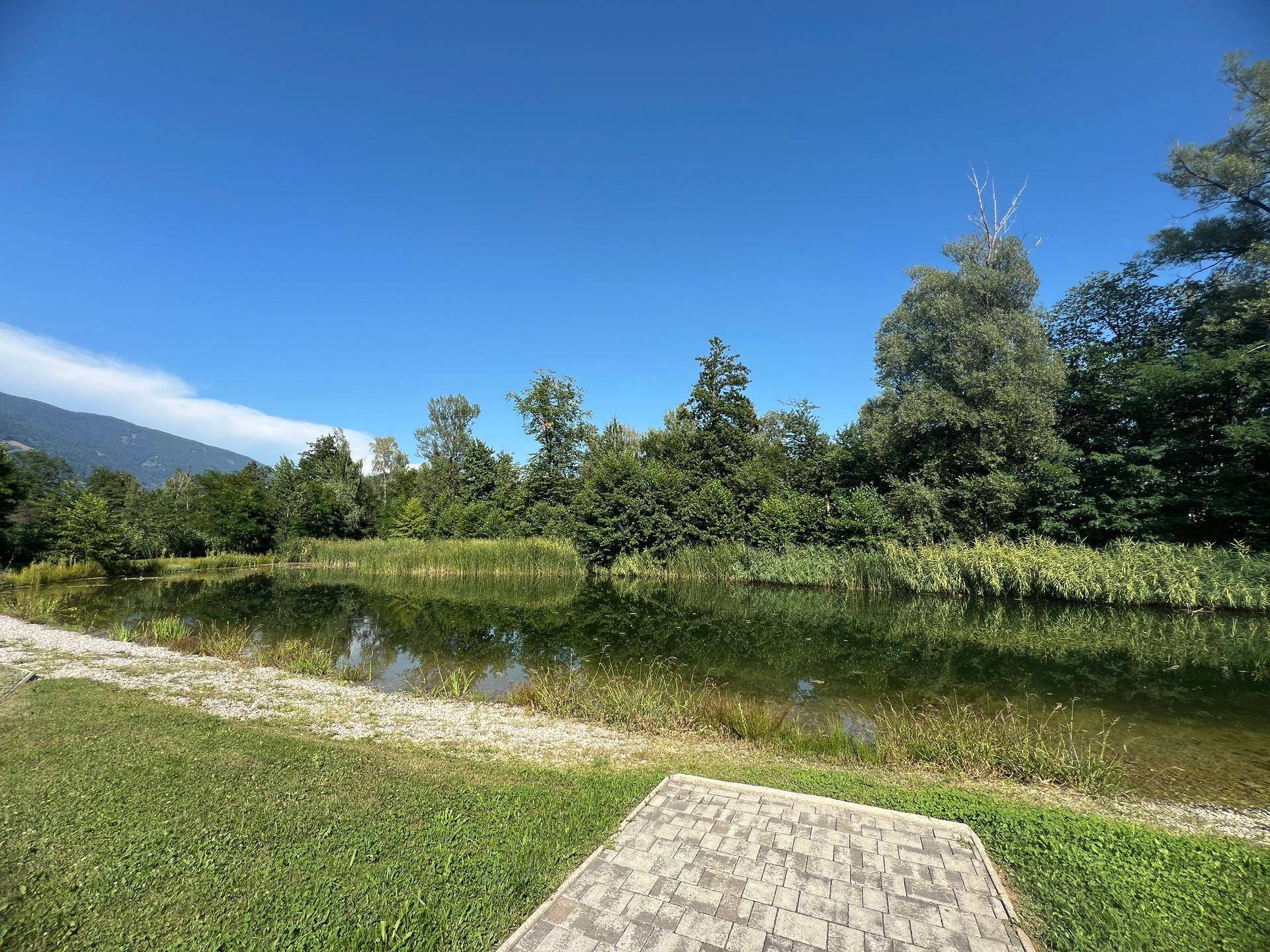Ruhiger Teich umgeben von Schilf und Bäumen, mit malerischem Bergblick.