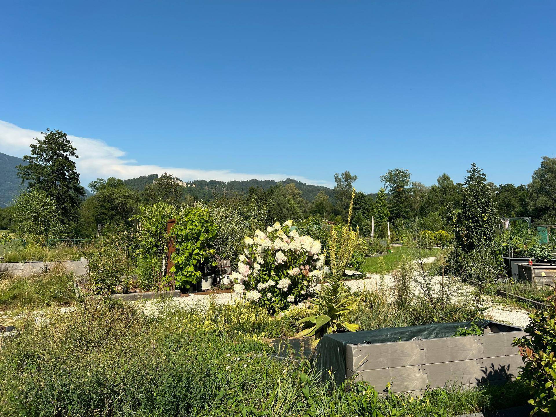 Gemeinschaftsgarten mit Hochbeeten, vielfältiger Bepflanzung und Bergblick im Hintergrund.
