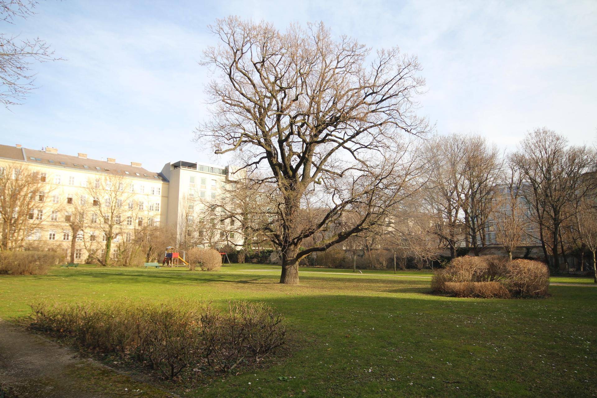 Weitläufige Grünfläche mit altem Baum, Rasen und Wohngebäuden im Hintergrund.
