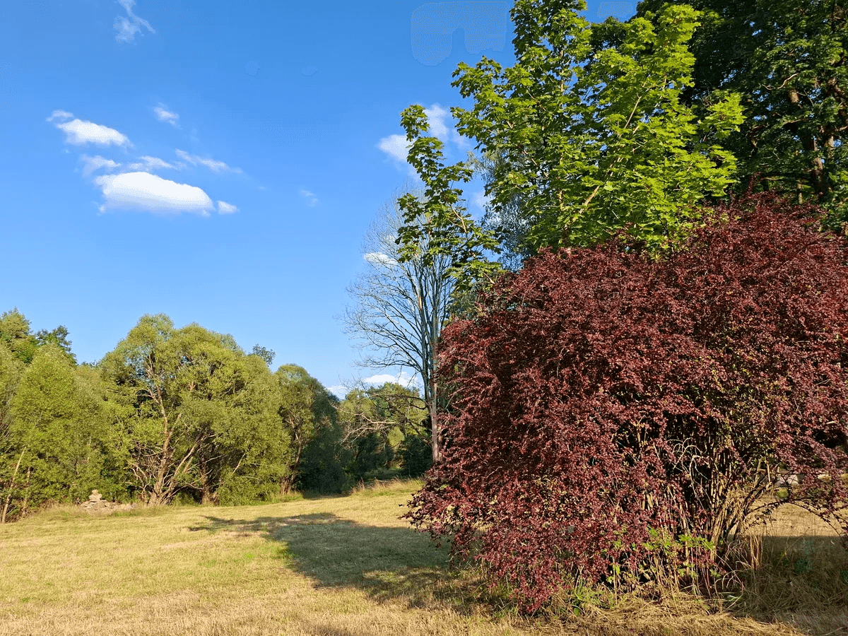 Weitläufiger Gartenbereich mit verschiedenen Bäumen und Sträuchern unter blauem Himmel.