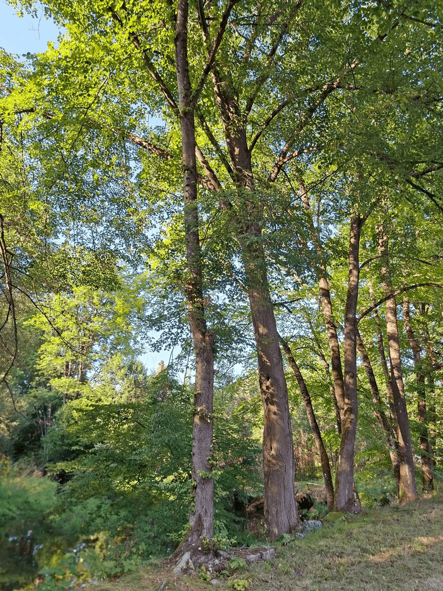 Hohe, alte Bäume mit dichtem grünen Laub unter einem klaren blauen Himmel.