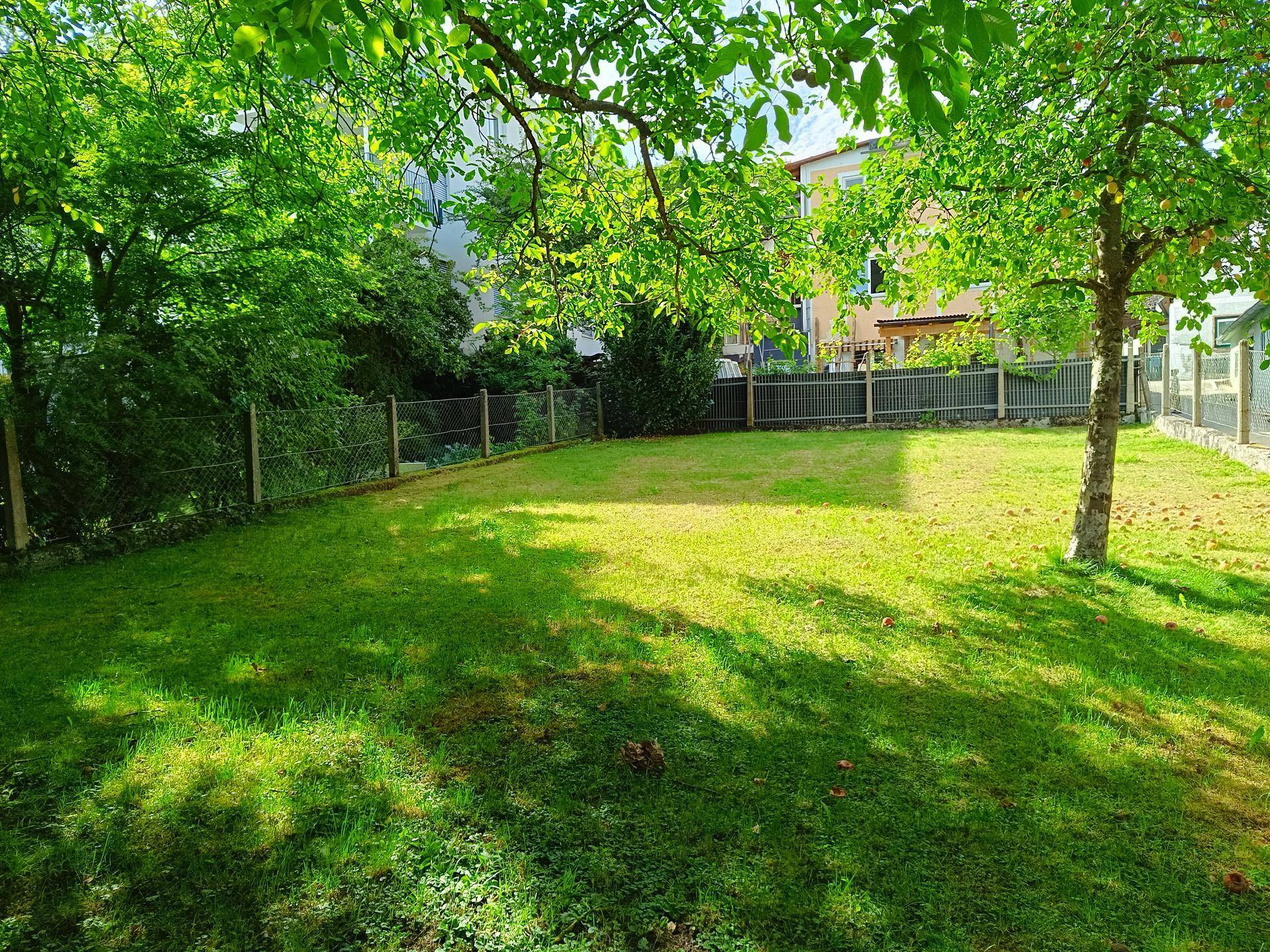 Weitläufige Rasenfläche in einem sonnigen Garten, umgeben von Bäumen und einem einfachen Zaun.