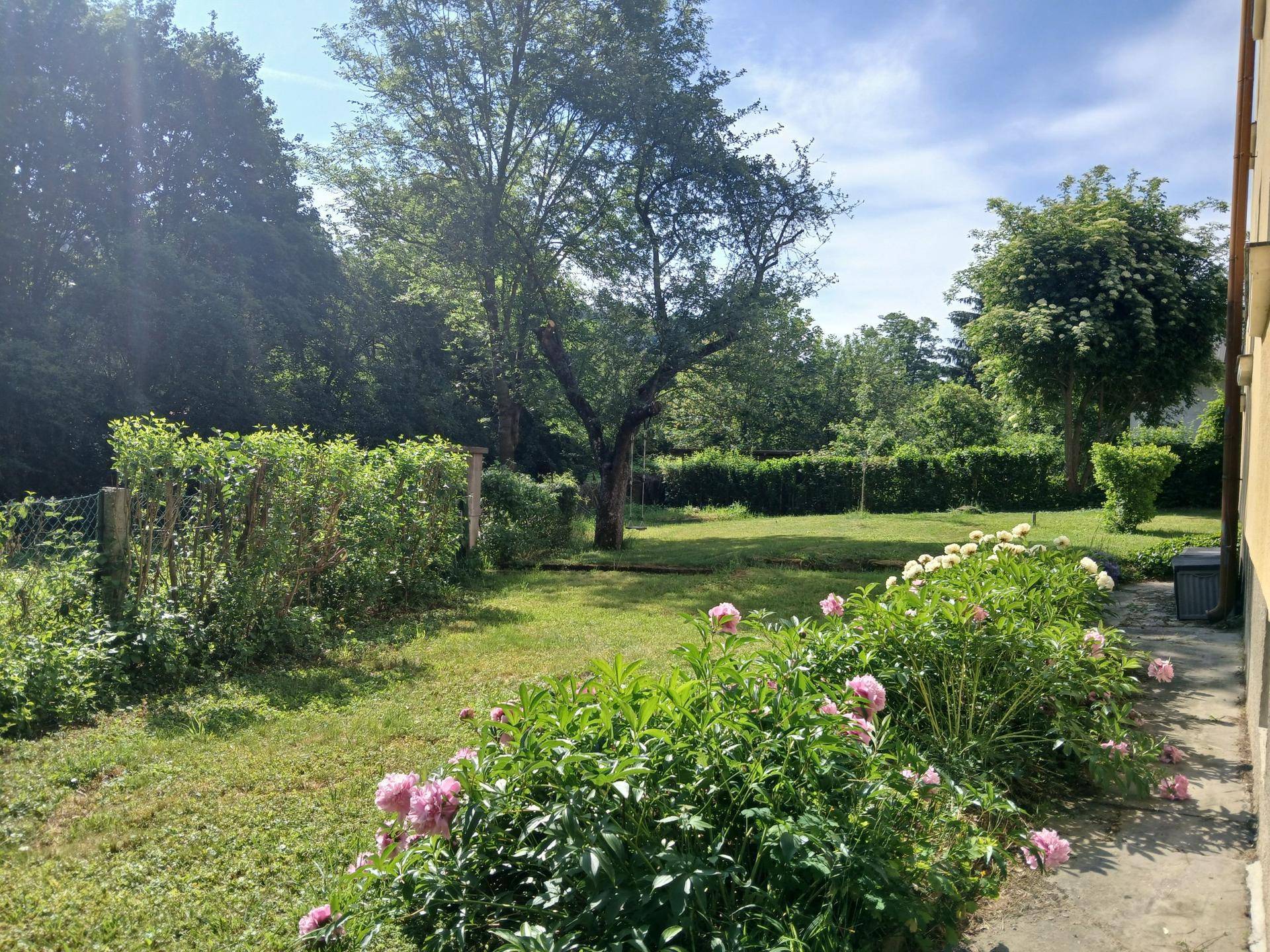 Gepflegter Garten mit blühenden Pfingstrosen, Hecken und altem Baumbestand unter blauem Himmel.