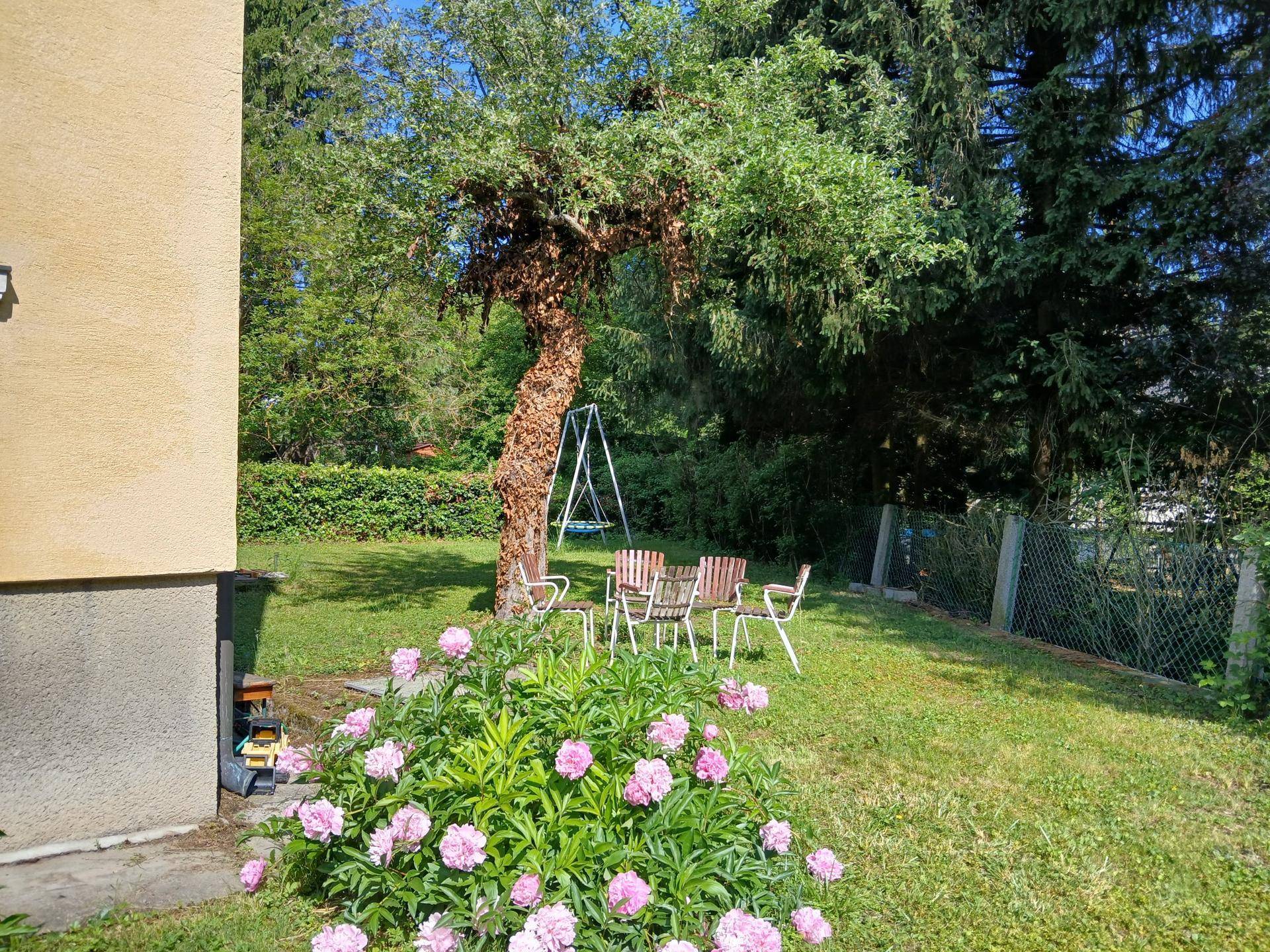 Sonniger Gartenbereich mit Sitzgelegenheiten, blühenden Pfingstrosen und altem Baum.