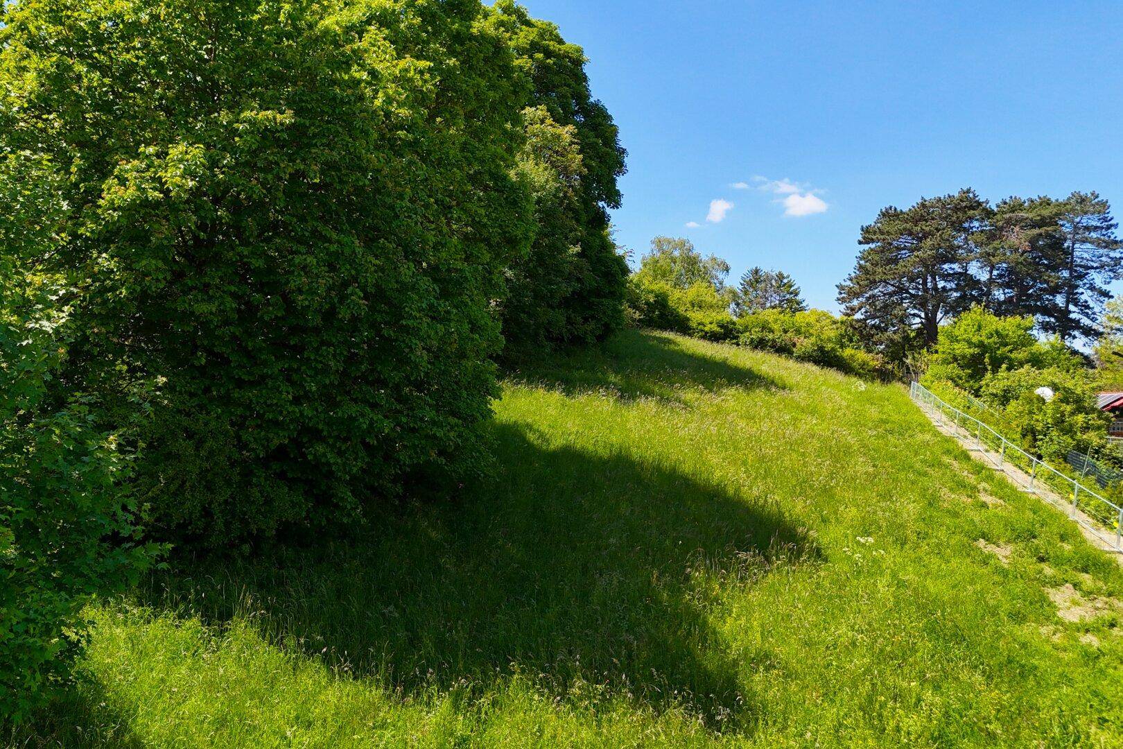 Sonnige grüne Hanglage mit üppigen Bäumen und hohem Gras unter blauem Himmel.