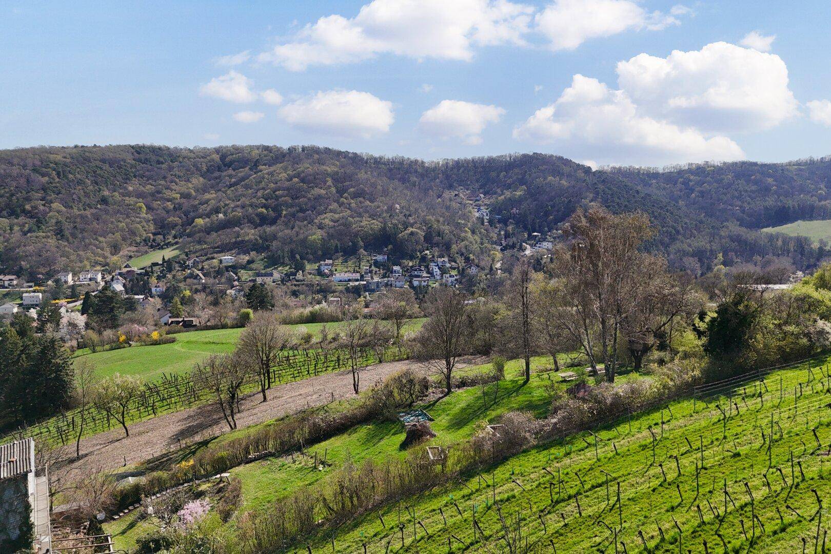 Panoramablick über sanfte Weinberge und bewaldete Hügel mit einem Dorf in der Ferne.