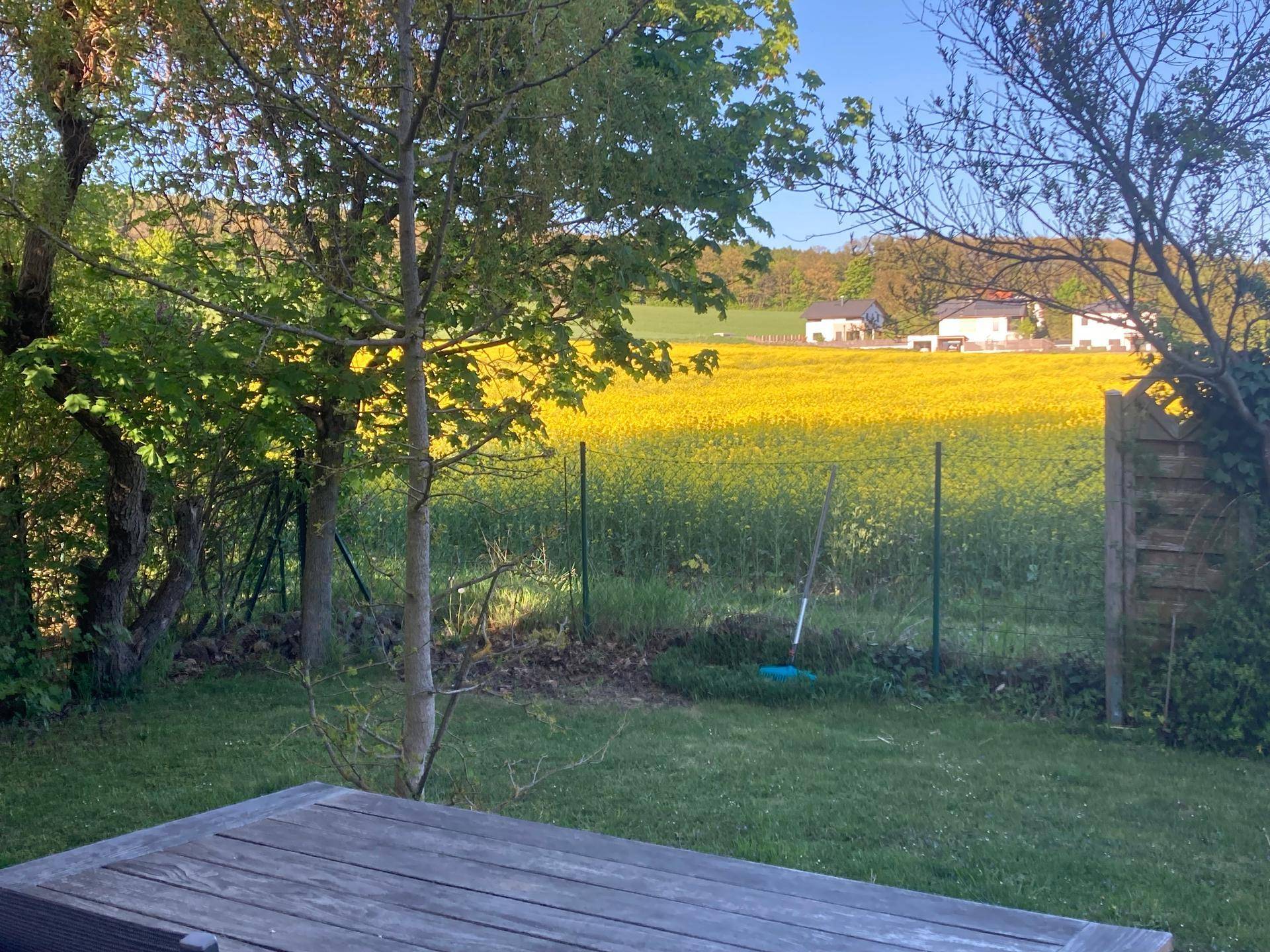 Blick vom Garten auf ein blühendes Rapsfeld und die umliegende ländliche Bebauung.