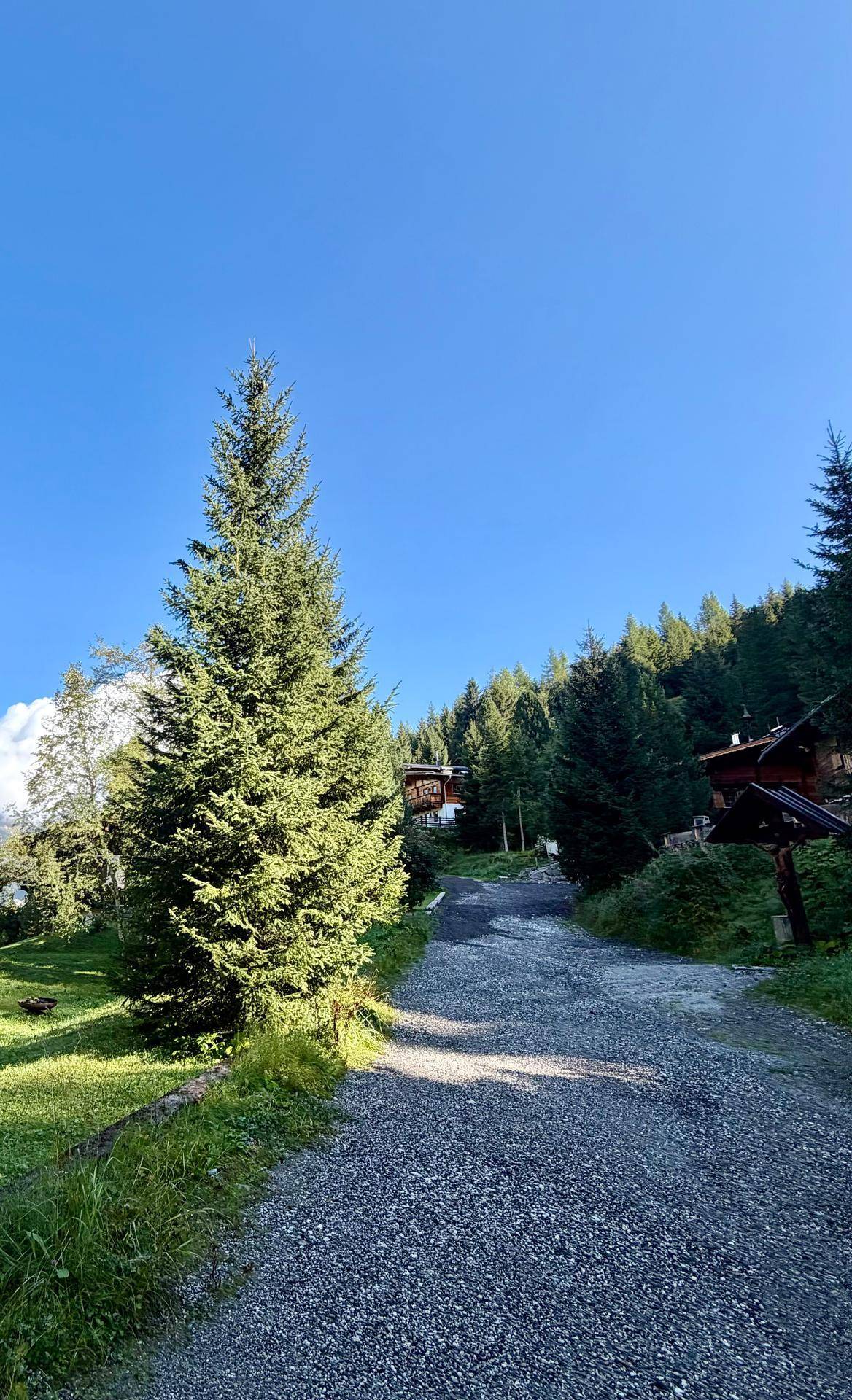 Schotterweg führt durch eine bewaldete Landschaft zu den versteckten Chalets.