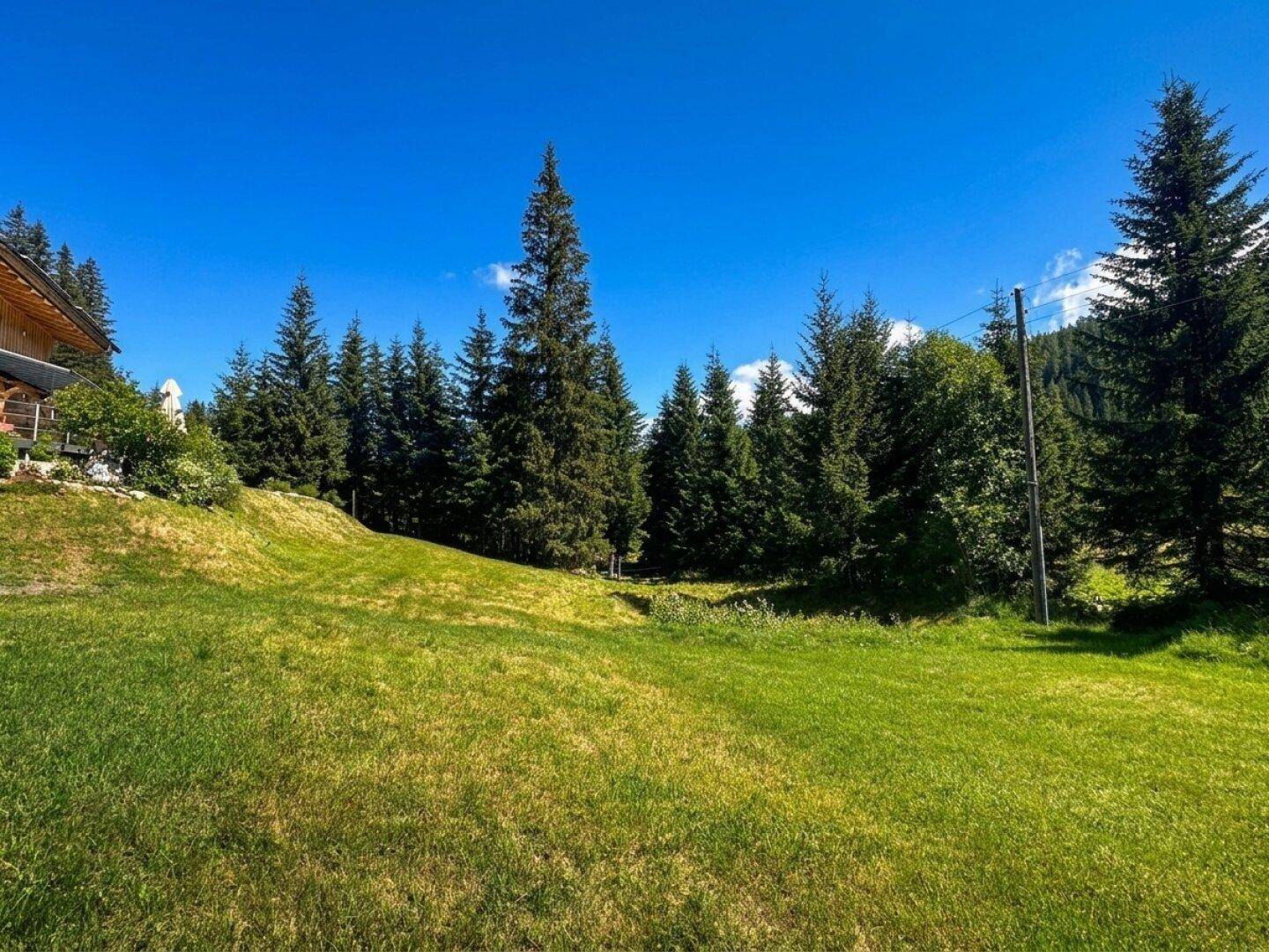 Weitläufige grüne Wiese mit Nadelbäumen und Bergen im Hintergrund unter blauem Himmel.