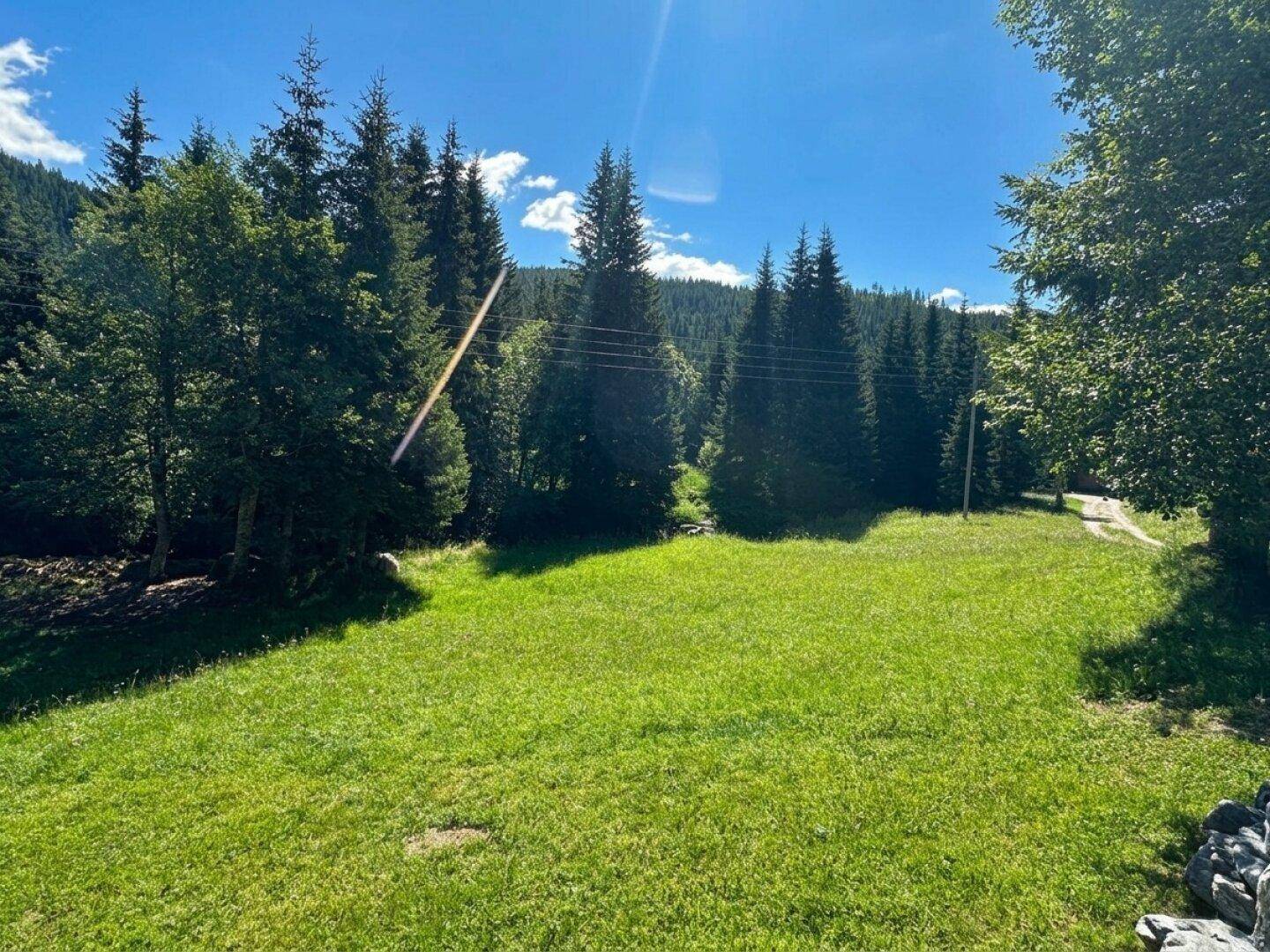 Weitläufige, sonnige Wiesenfläche, umgeben von einem dichten Nadelwald unter blauem Himmel.