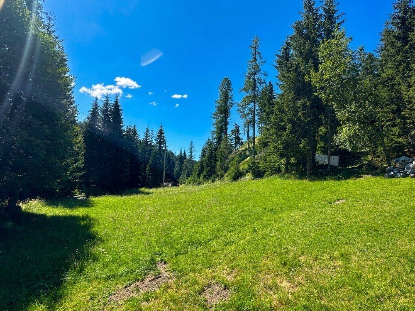 Weitläufige grüne Wiesenfläche, umgeben von einem dichten Nadelwald unter strahlend blauem Himmel.