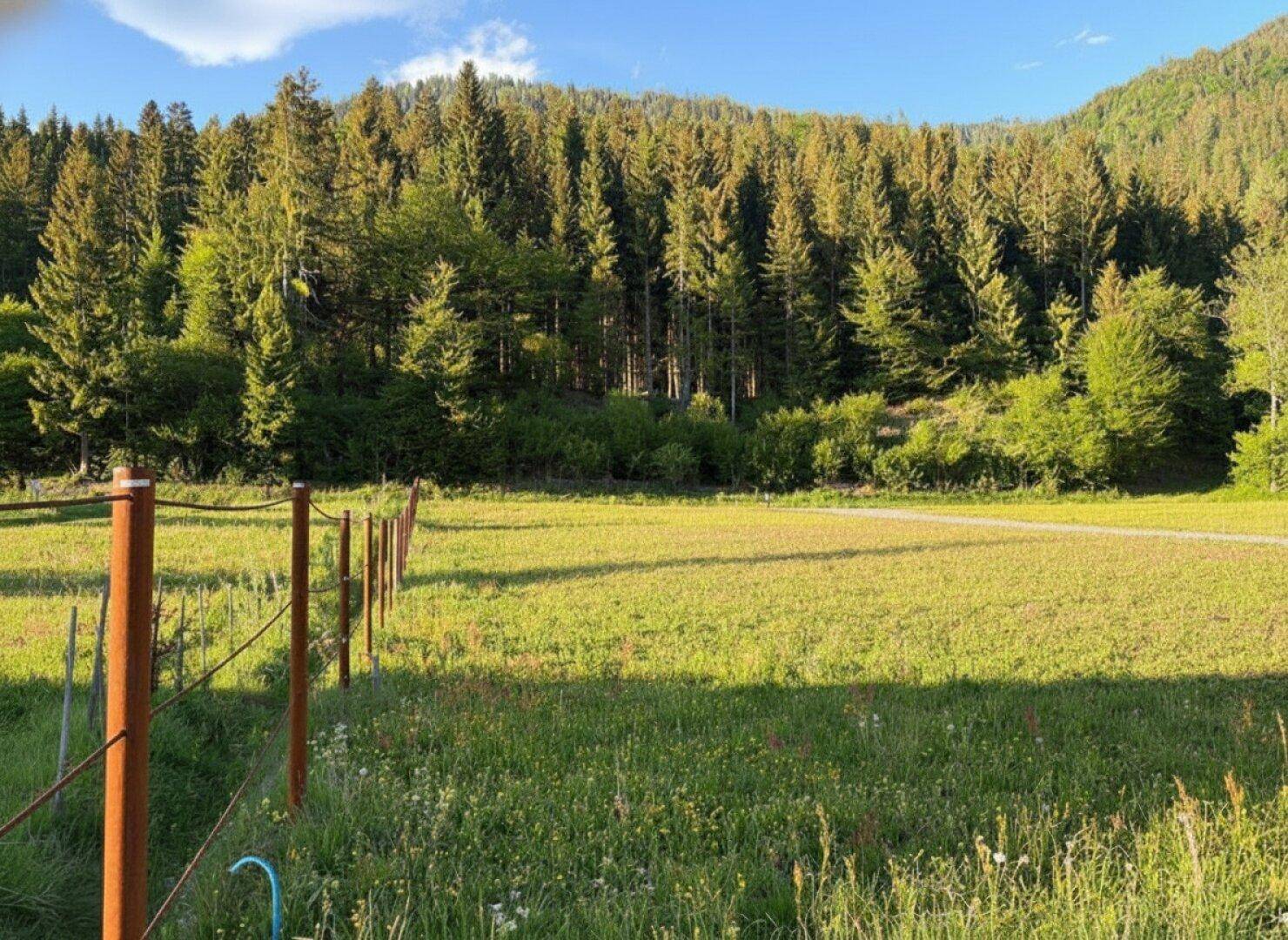 Grüne Wiese mit einem Zaun im Vordergrund, umgeben von dichtem Wald und Bergen unter strahlendem Himmel.