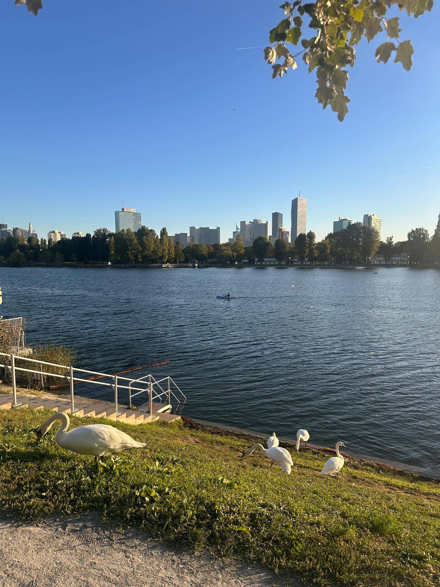 Weitläufiger Seeblick mit Schwänen am Ufer und der markanten Skyline der Stadt am Horizont.