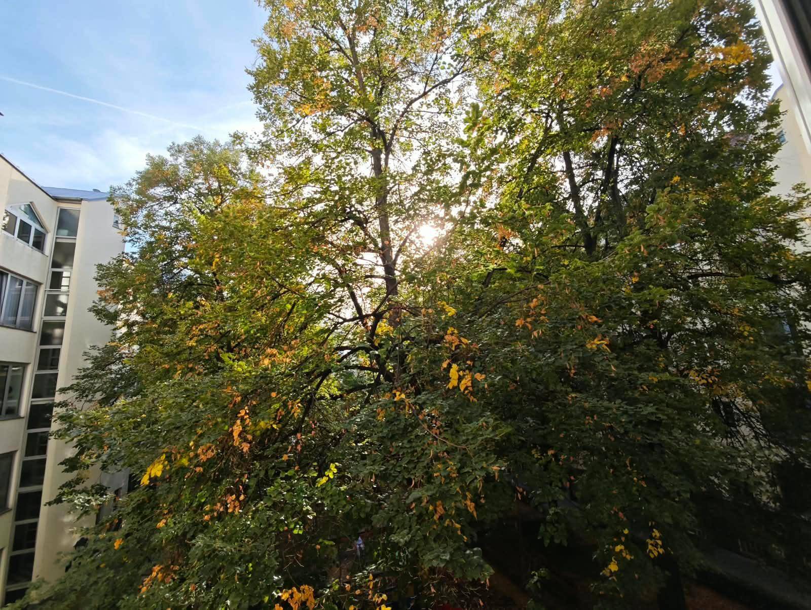 Großer Baum mit herbstlichem Laub, durch den die Sonne scheint, im städtischen Umfeld.