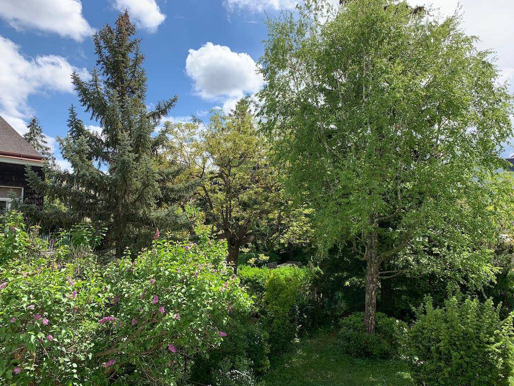 Üppige grüne Bäume und Sträucher unter blauem Himmel, die eine natürliche Umgebung schaffen.