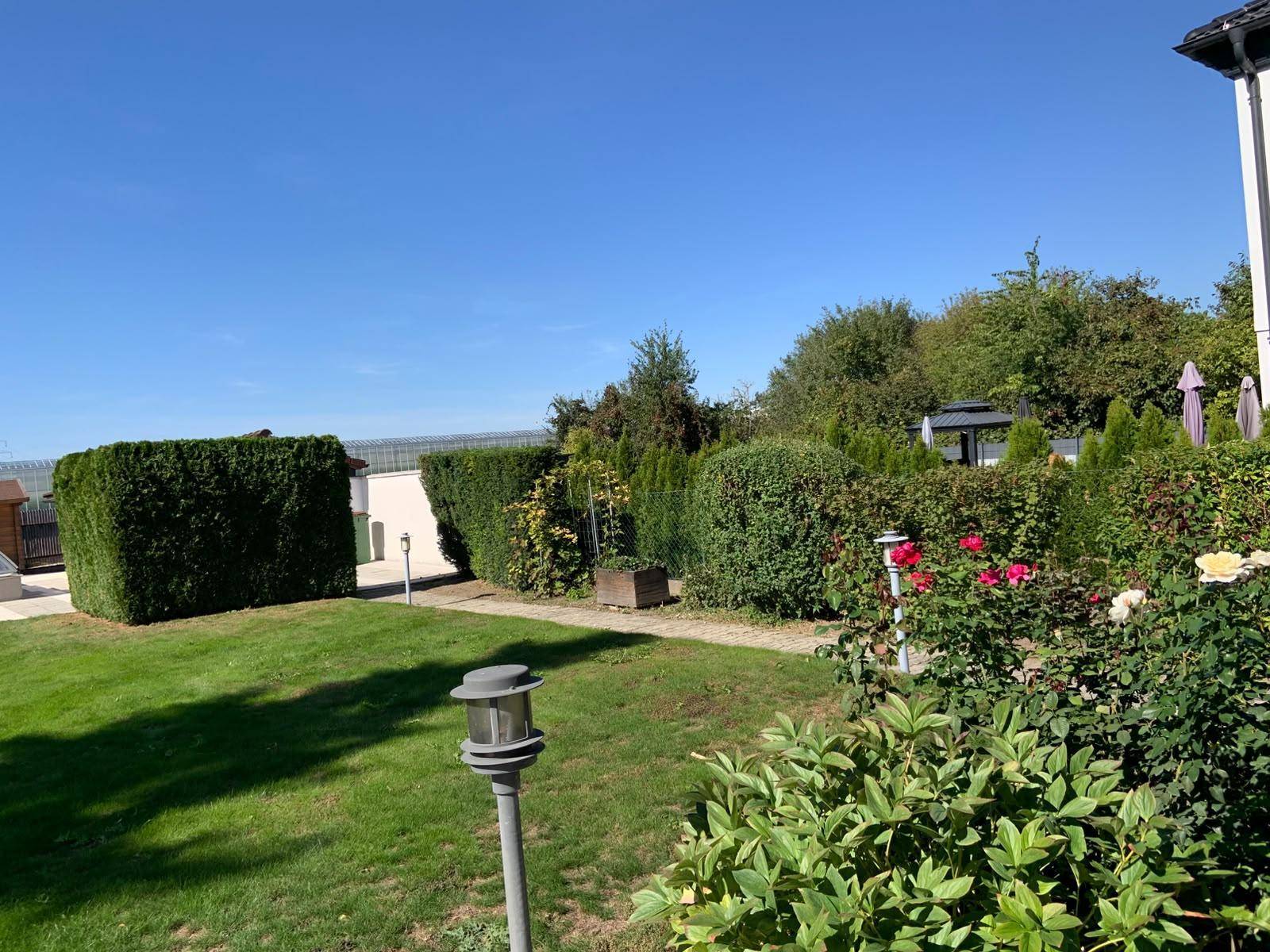 Grüner Gartenbereich mit Rasen, hohen Hecken und blühenden Rosen unter blauem Himmel.