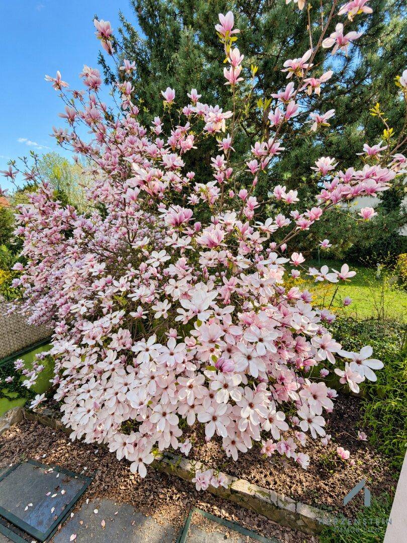 Prächtiger Magnolienbaum in voller Blüte im sonnigen Gartenbereich.