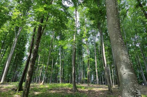 Rarität: ca. 2 ha Wald in Gamlitz zu verkaufen