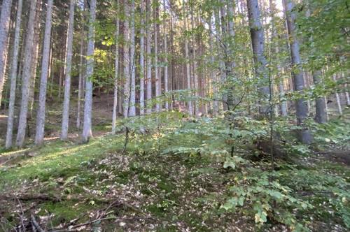 Landwirtschaftliche und Waldfläche in St Jakob im Rosental