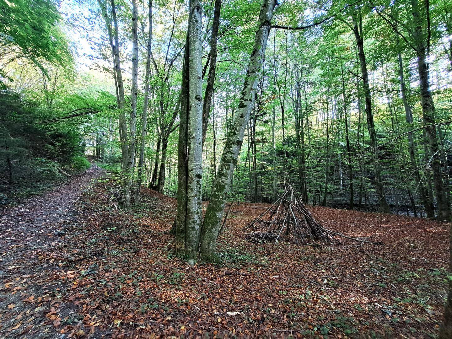 offentlicher Weg durch den eigenen Wald