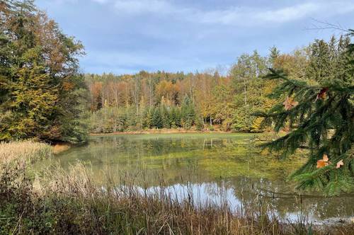 Einmalige Gelegenheit: Verträumter Wald-See mit Ufer und Waldflächen nahe Bad Gams (6010)