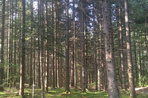 Klagenfurt-Süd 7 ha Wald zu verkaufen!